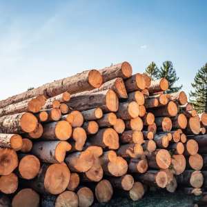 Rundholz Nadelholz, Großladung als Großgebinde – Ansicht 1
